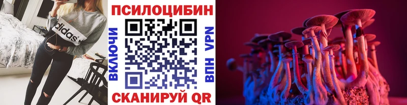 где продают   Кочубеевское  omg   Галлюциногенные грибы Cubensis 